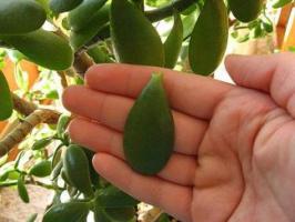 Por Crassula (árvore do dinheiro) limpa as folhas: causas e soluções para o problema