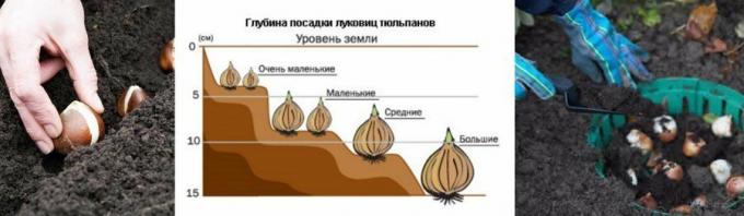 Um exemplo ilustrativo do diagrama. Tomado de mirfermera.ru
