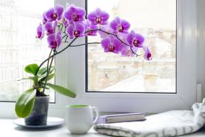 Folk presságios sobre orquídeas phalaenopsis: ele traz para dentro da casa? Significado das cores
