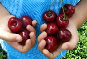 Cherry - as variedades mais de frutos grandes e resistentes ao frio.