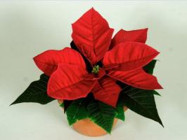 Criar condições adequadas para o poinsettia