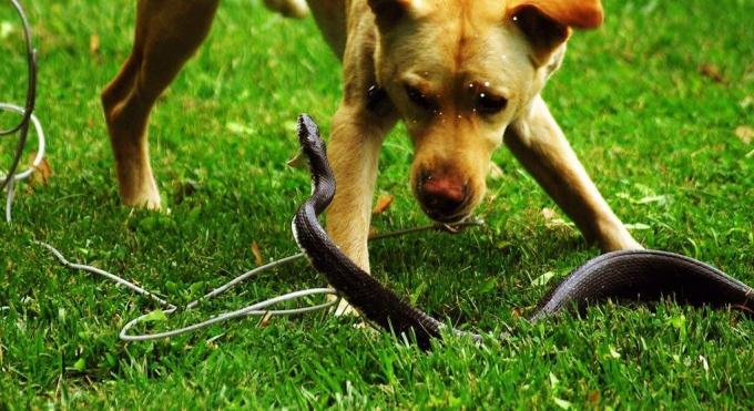 Algumas raças de cães não têm medo de entrar em uma batalha com uma cobra