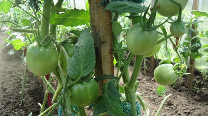 tomates arbusto deve ser bem ventilado e iluminado