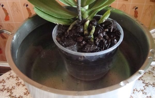Certifique-se de cuidar de uma orquídea no inverno a partir de correntes de ar frio. E o ar frio vindo da janela: não colocar um pote perto do vidro.