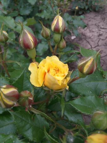 Meu rosa amarela favorito no jardim precisa de abrigo