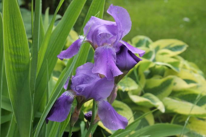 Iris parece ser bom em um pouso solo, e em combinação com outras flores anuais e perenes. Mas parece melhor no "grupo". Foto do autor (s)