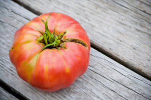 Crescer deliciosos e bons tomates em camas