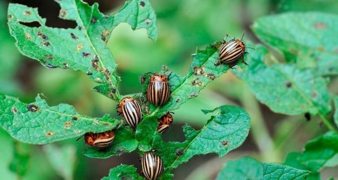 Colorado potato beetle - uma dor de cabeça de muitos produtores de hortaliças