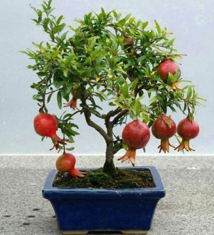 Romã é adequado para a técnica de bonsai crescente