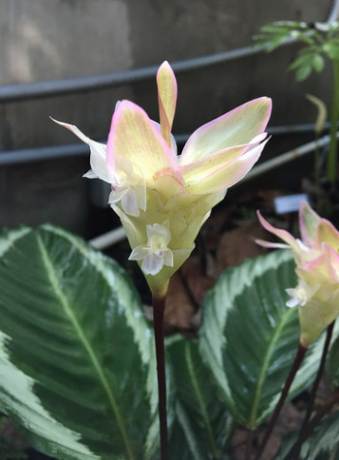 Calathea 'Mia'