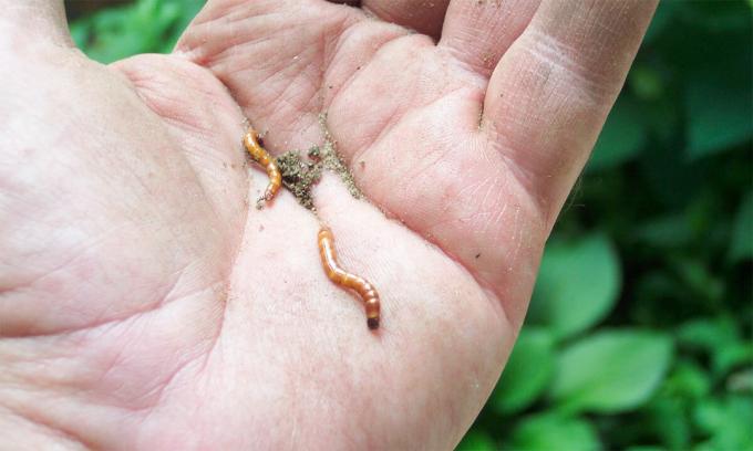Na verdade, wireworms - não é um verme e larvas de besouro, wireworms