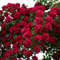 Rosas plantio de escalada no jardim criar beleza