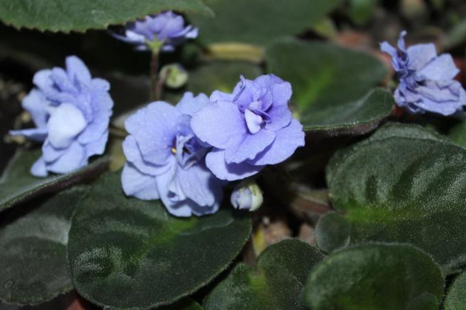 Violetas (uzambarskie Saintpaulia) - flores bonitas e delicadas da família Gesneriaceae