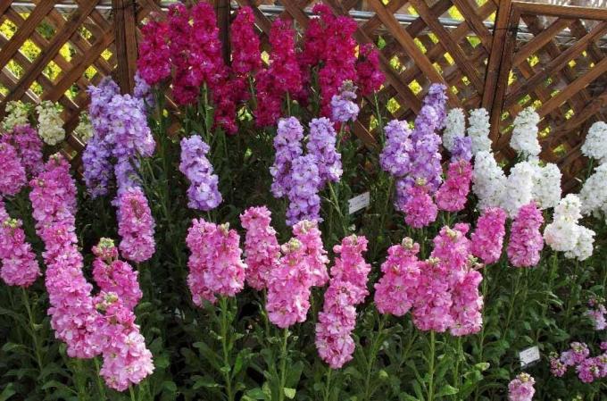 Ver: http://alena-flowers.ru. cinza terry Levkoy. Outras espécies com flores menos bonita é chamado de "Orquídea selvagem" para o cheiro brilhante depois do sol