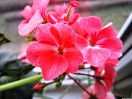 6 belos e resistentes flores perenes (parte 2)