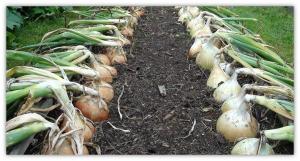 ⚡ Onion será mantido por um longo tempo: como fazer corretamente a cobrar e seco no jardim