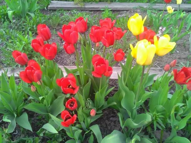 Hoje é cultivado cerca de 2000 variedades de tulipas