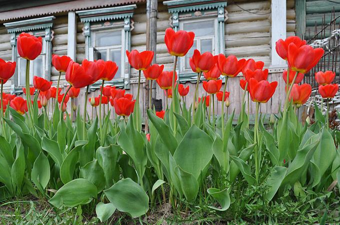 tulipas vermelhas - clássicos intemporais floricultura russo. Foto: fotoload.ru