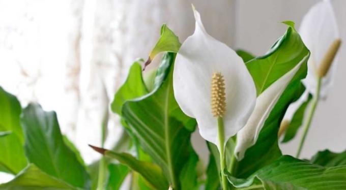 Flor Spathiphyllum - shishechka e branco - uma folha-bract
