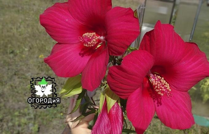 Hibiscus, nós o chamamos de "flor do vovô", a memória de seu avô, Kursk terceiro ano.