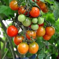 O peróxido de hidrogénio - curativo para tomates