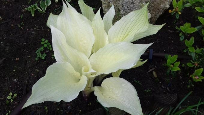 Uma invulgar anfitriões cultivar "White Feather". Comentários dizem que a planta caprichosamente e em praticar suas folhas de aparência muito a desejar