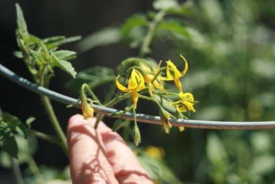 A tecnologia da polinização artificial de tomates aumenta o rendimento em tempos! (Foto de fb.ru)