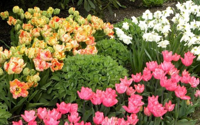 canteiro de flores Chic Primavera. E as tulipas e narcisos. Você gosta dele?