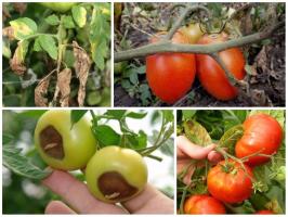 A batalha para a colheita: tratar tomates corretamente