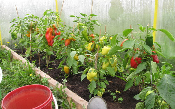 Crescimento pimentas na estufa. Fotos de green-color.ru