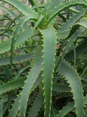 Aloe arborescens - a flor interior populares