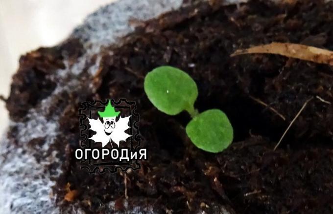 Petunia aumentado em comprimido turfa de semente granular