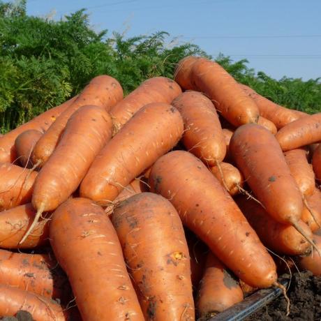 Colheita de cenouras. Fotos do artigo são tomadas a partir de fontes abertas