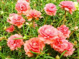 Dádiva de Deus para residentes de verão preguiçoso: flores brilhantes durante todo o verão sem molhar (e literalmente)