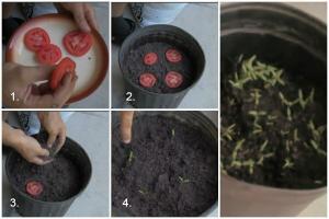 Plantando tomates para o inverno - para excelente seedling