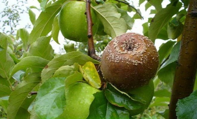 Fruit apodrecer na maçã (ilustrações para um artigo tirado de Yandex. fotos)