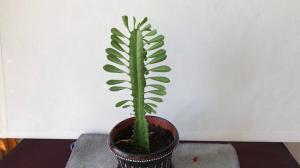 Métodos eficazes de melhoramento para Euphorbia Triangular. Cultive uma planta bonita sem muitos problemas