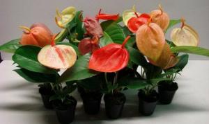 Por que e como rejuvenescer Anthurium (felicidade Men). aconselhamento profissional