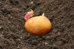 A batalha para a colheita: como plantar batatas
