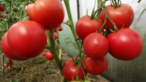 Tomates não vai superaquecer: medidas simples