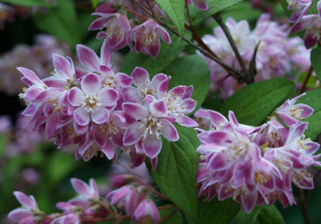 Uma das floração variantes: como o olho rasgar imediatamente? Foto: nagrunte.ru