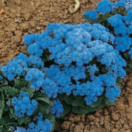 Blooming ageratum (variedade: "bola azul"). Foto a partir da Internet