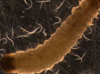 Fonte: Vaysher B. Braun D.D.F. Familiaridade com nematóides: nematology geral. 2001 - 206 com.