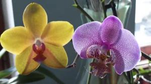 Como muitos anos Orchid vivos
