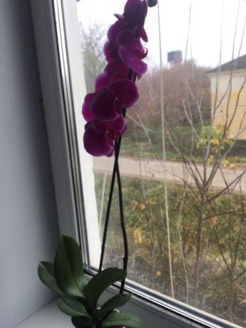 Após o ajuste apropriado minha orquídea imediatamente floresceu