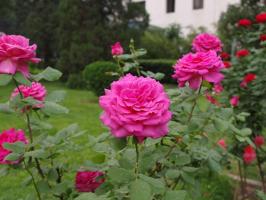 Maio: o que para alimentar as rosas para a floração exuberante?