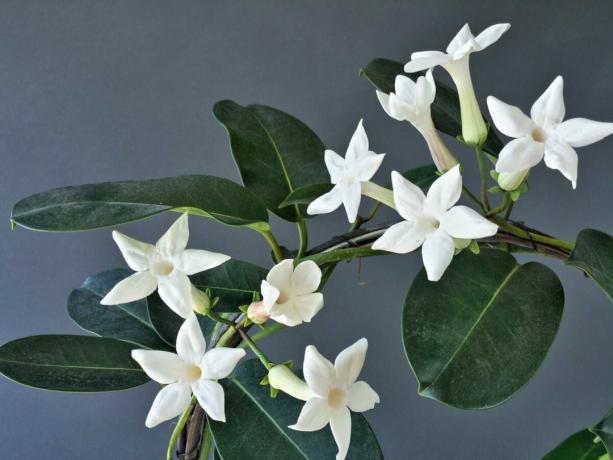 Liana-originais não se vangloria corantes variabilidade, mas ela não precisava: flores brancas parece bem, muito bonito. Especialmente quando muitos deles.
