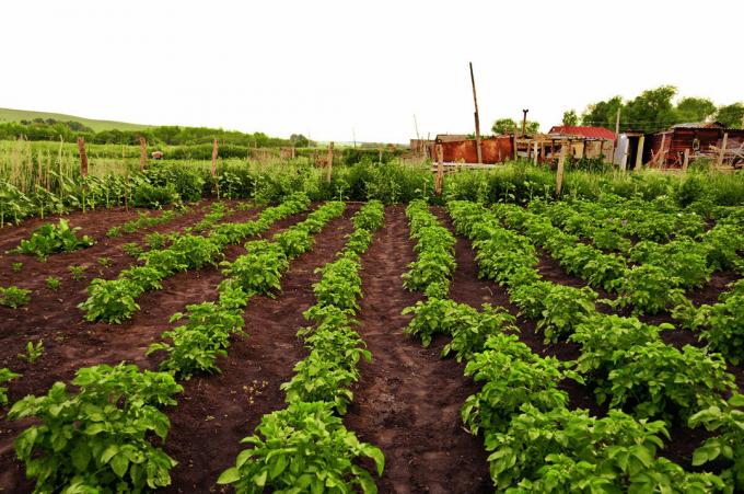 plantação de batata - um atributo típico do quintal russo! Fotos do artigo são tomadas a partir da Internet