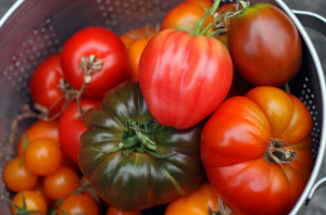 Obtendo tomates colheita em junho. minha experiência