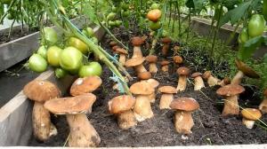 Cogumelos em uma casa de verão, um método simples de crescer.